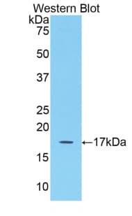 FGF2 / Basic FGF Antibody (aa26-153, Biotin)
