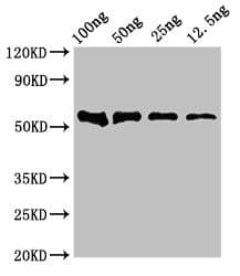 DNAH12 Antibody