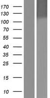 DDB1 Protein (Over-Expression Lysate Myc-DDK (Flag))