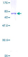 Human IDO1 / IDO Protein (Recombinant GST, N-terminus)