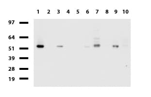 DDX56 Antibody (aa323-547, clone UMAB153, Carrier-free)