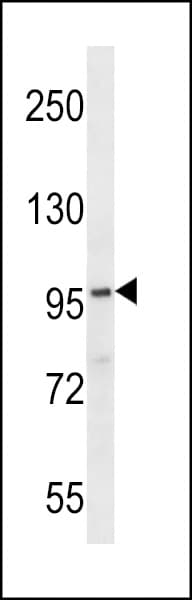 FAM83G Antibody (aa794-823)