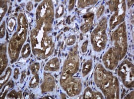 Monoclonal Mouse anti-Human PCDH7 Antibody (clone OTI1F9, IHC, WB)