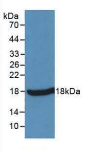 TNF Alpha Antibody (aa77-233)