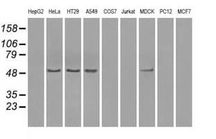 PPP5C Antibody (clone OTI4G8, Carrier-free)