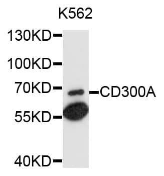 Polyclonal Rabbit anti-Human CD300A Antibody (WB)