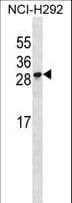 Polyclonal Rabbit anti-Human RFESD Antibody (aa78-107, WB)