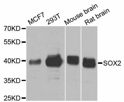 SOX2 Antibody