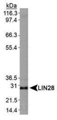 LIN28A / LIN28 Antibody