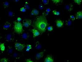 PPP5C Antibody (clone OTI4G8, Carrier-free)