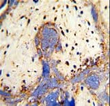 Carboxypeptidase Z / CPZ Antibody (aa143-172)