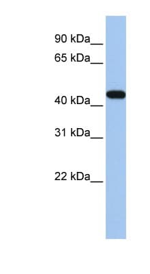 PathPlus™ GATA3 Antibody (aa36-85)