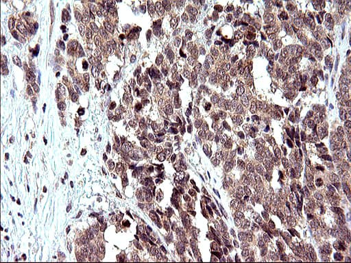 EMC8 / COX4NB Antibody (clone OTI2A4)