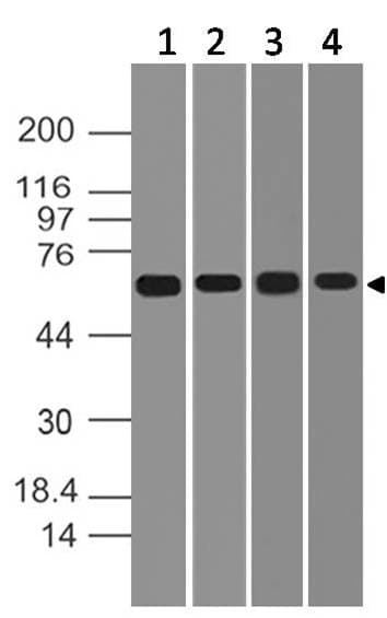 Polyclonal Rabbit anti-Mouse DDX41 / ABS Antibody (WB)
