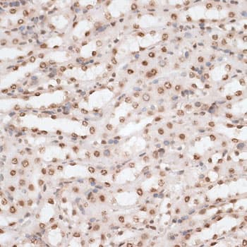 H2AFX / H2AX Antibody