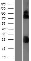 LRRC4B Protein (Over-Expression Lysate Myc-DDK (Flag))