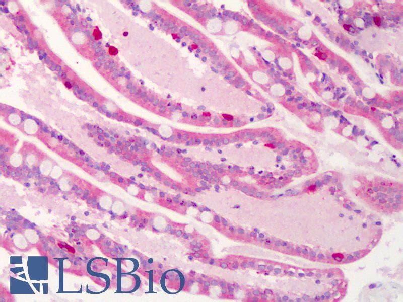 IHC-plus™ C1QTNF4 / CTRP4 Antibody