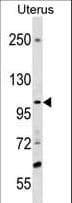SCUBE3 Antibody (aa480-509)