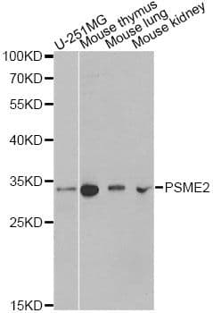 PSME2 Antibody