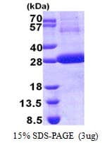 Human CTSF / Cathepsin F Protein (Recombinant His)
