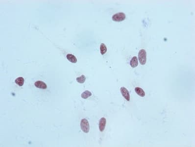 HIST1H3A Antibody