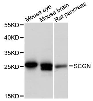 SCGN / Secretagogin Antibody
