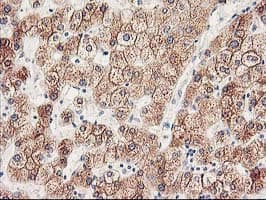 CYP2J2 Antibody (clone OTI3B4, Carrier-free)