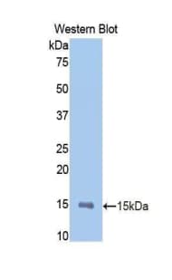 MMP12 Antibody (aa372-463)