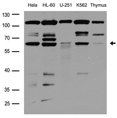 CBFA1 / RUNX2 Antibody