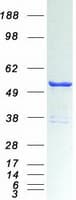 Human DDX39B / UAP56 Protein (Recombinant Myc-DDK (Flag))