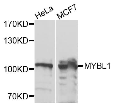 Polyclonal Rabbit anti-Human MYBL1 / A-MYB Antibody (WB)