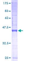 Human SSR3 / TRAP-Gamma Protein (Recombinant GST)
