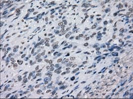 PRKY Antibody (clone OTI3E10, Carrier-free)