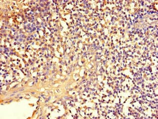TCF11 / NFE2L1 Antibody