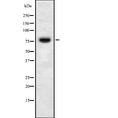 RNF6 Antibody
