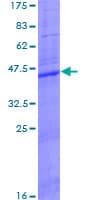 Human CLEC5A / MDL-1 Protein (Recombinant GST)