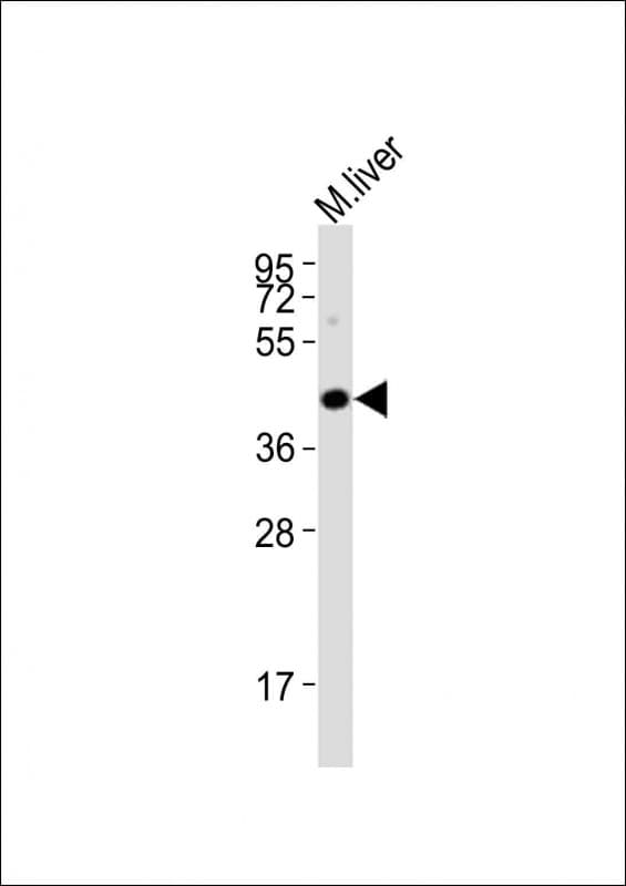 HTR5A / 5-HT5A Receptor Antibody (aa265-300)