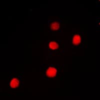 PAX9 Antibody (Internal)