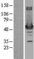 ODC1 / Ornithine Decarboxylase Protein (Over-Expression Lysate Myc-DDK (Flag))