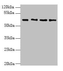 ENC1 Antibody