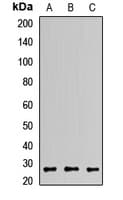 Polyclonal Rabbit anti-Human GOSR2 / Membrin Antibody (WB)
