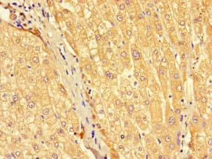 SEC22L2 / SEC22A Antibody