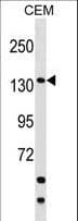 SAFB2 Antibody (aa529-558)