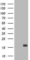 CALCA Antibody (clone 2H3)