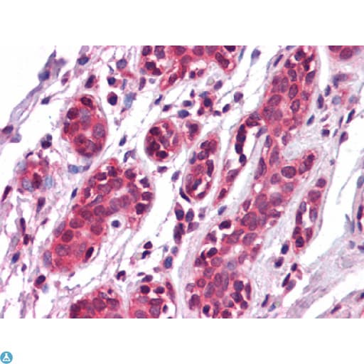 EPHA7 / EPH Receptor A7 Antibody