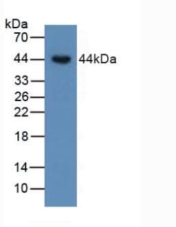 BMP15 Antibody (aa266-388)