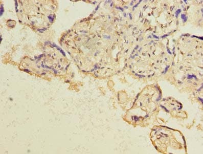 HBE1 / Hemoglobin Epsilon 1 Antibody