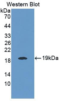 IL25 / IL17E Antibody (aa33-169, APC)