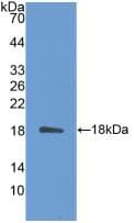 IL31 Antibody (aa28-154)