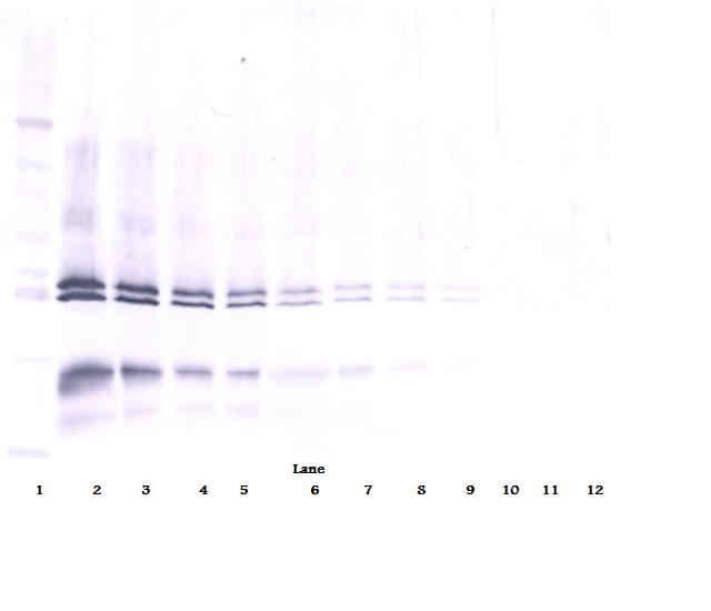 IL12 Antibody